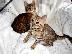 PoulaTo: Εγγεγραμμένο γατάκι του Μπενγκάλ για ανανέωση
